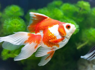 Can A Goldfish Live Alone?