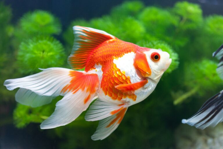 Can A Goldfish Live Alone?
