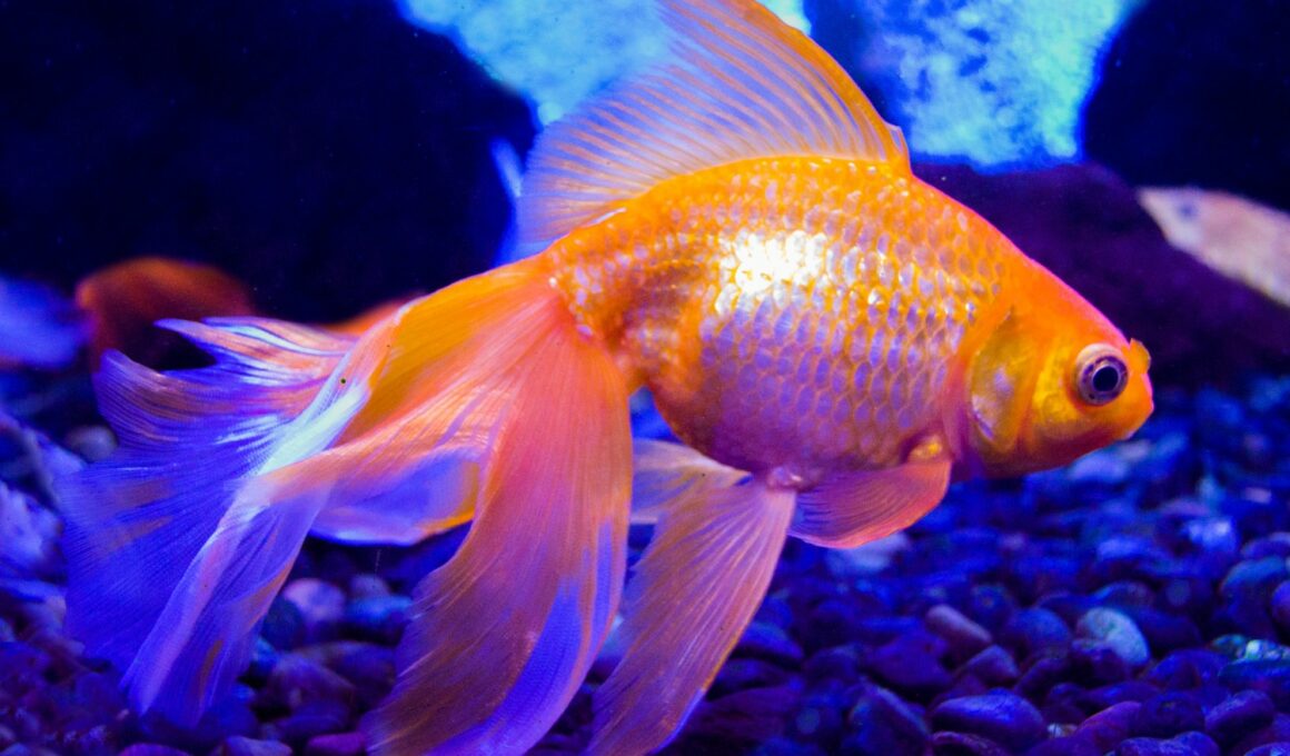 Will Betta Fish Eat Goldfish