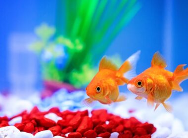 does a goldfish need a heater