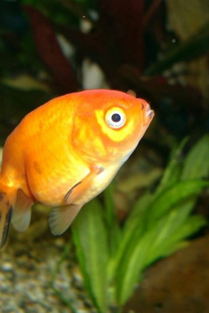 Egg-fish Goldfish