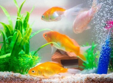 Does Goldfish Need a Filter?