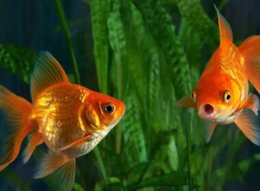 Are Bloodworms Good For Goldfish?