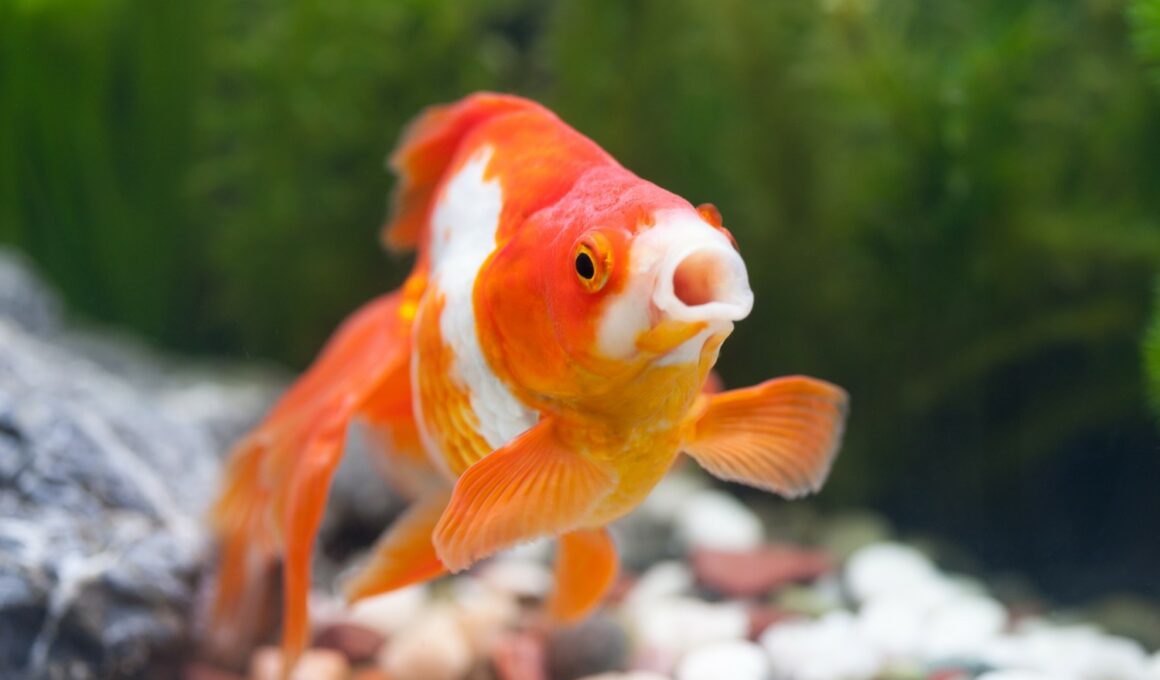 Are Algae Wafers Good for Goldfish?