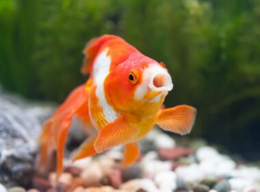 Are Algae Wafers Good for Goldfish?