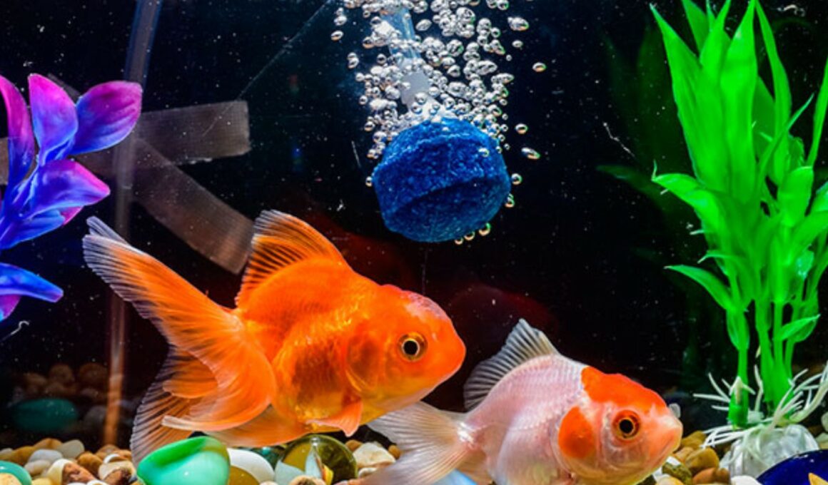 Are Air Stones Good for Goldfish?
