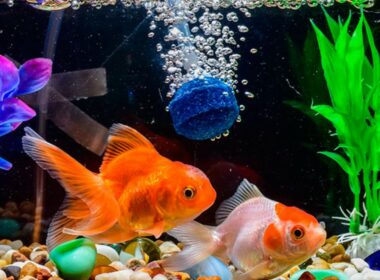 Are Air Stones Good for Goldfish?