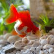 are brine shrimp good for goldfish