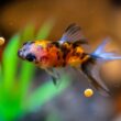 Are Floating Pellets Good for Goldfish?