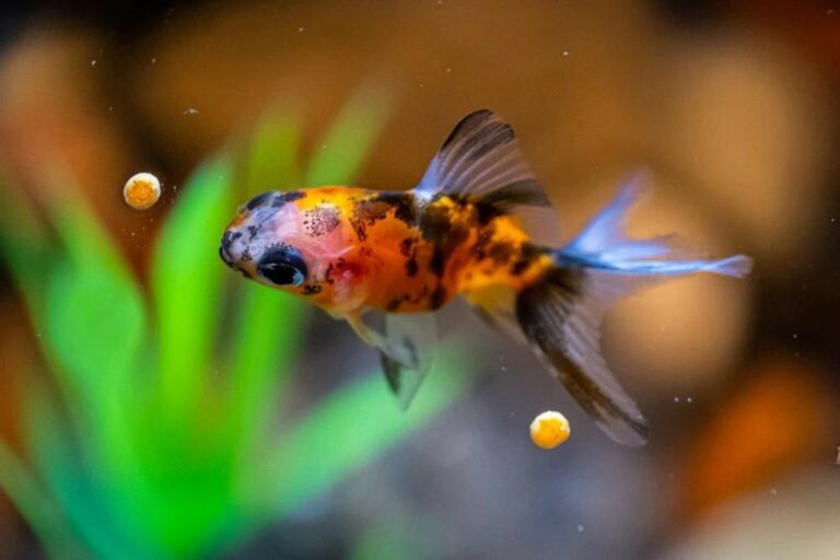 Are Floating Pellets Good for Goldfish?