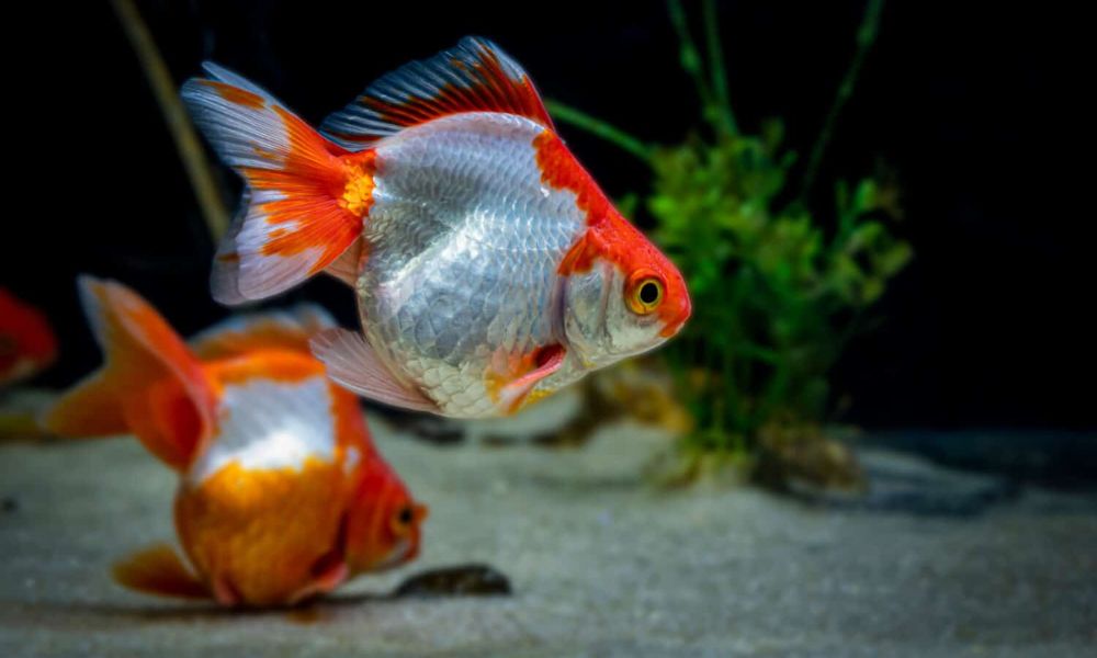 Can Goldfish and Angelfish Live Together