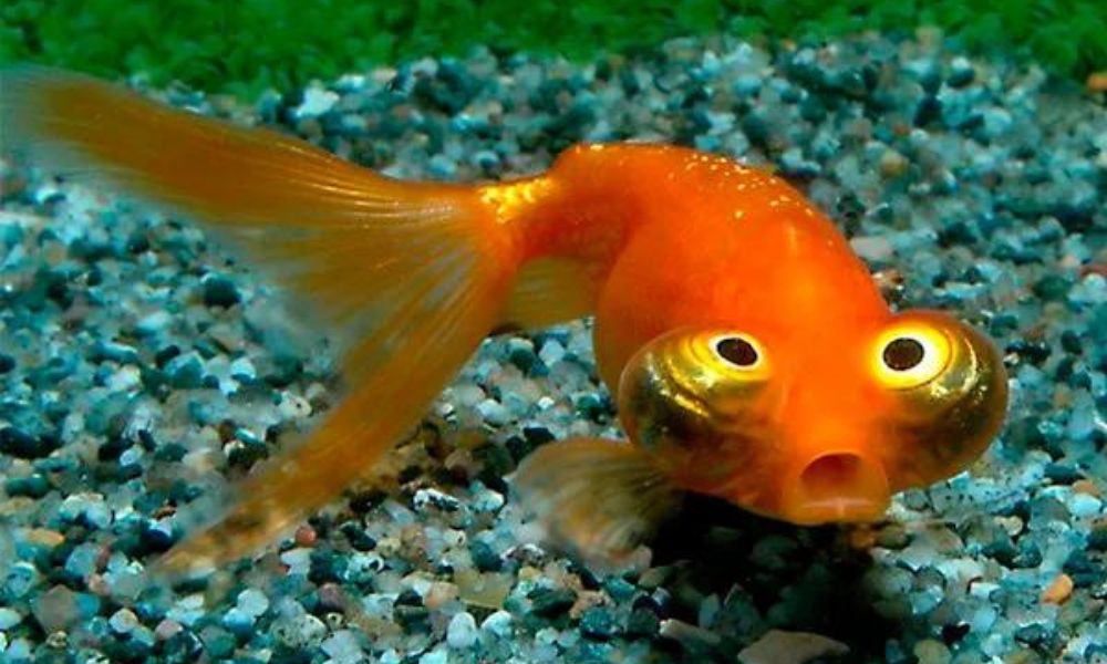 Do Goldfish Get Depressed?