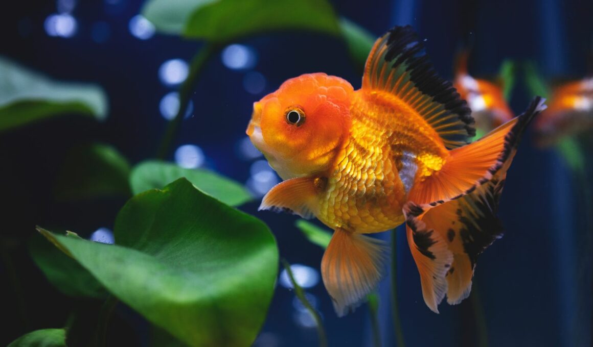 Are Goldfish Cold Blooded?