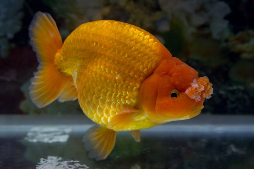 Pompon Goldfish