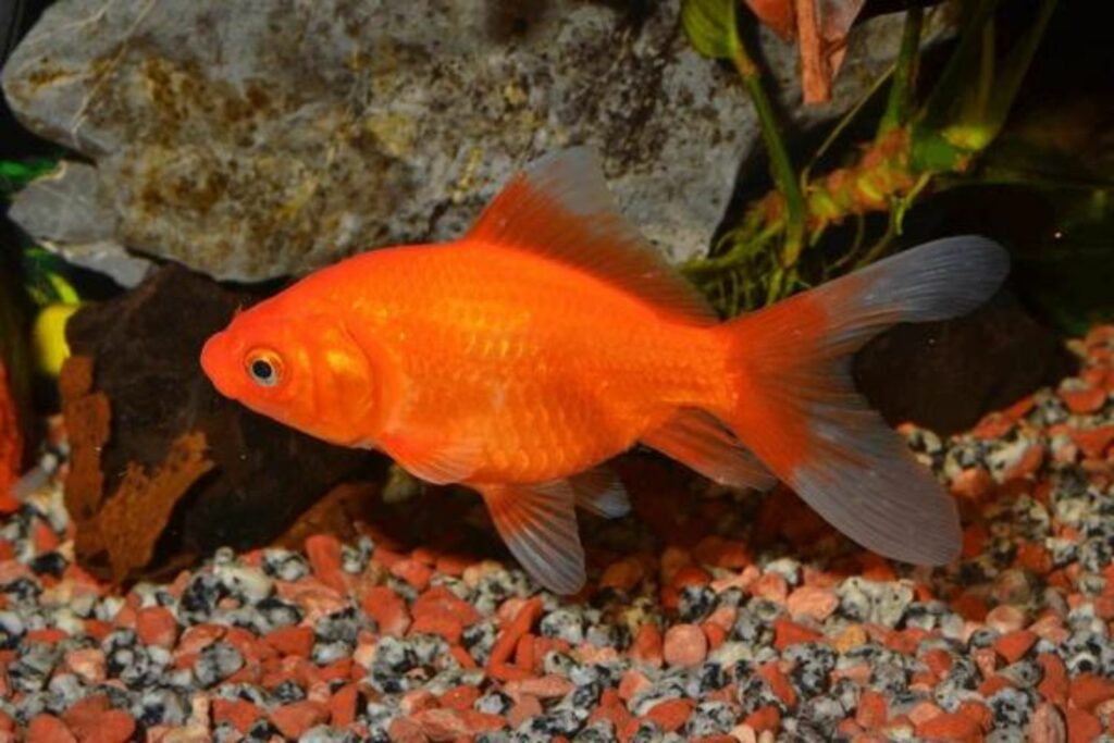 Types Of Goldfish