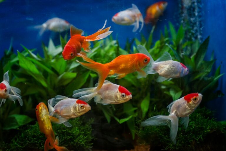 best plants for goldfish
