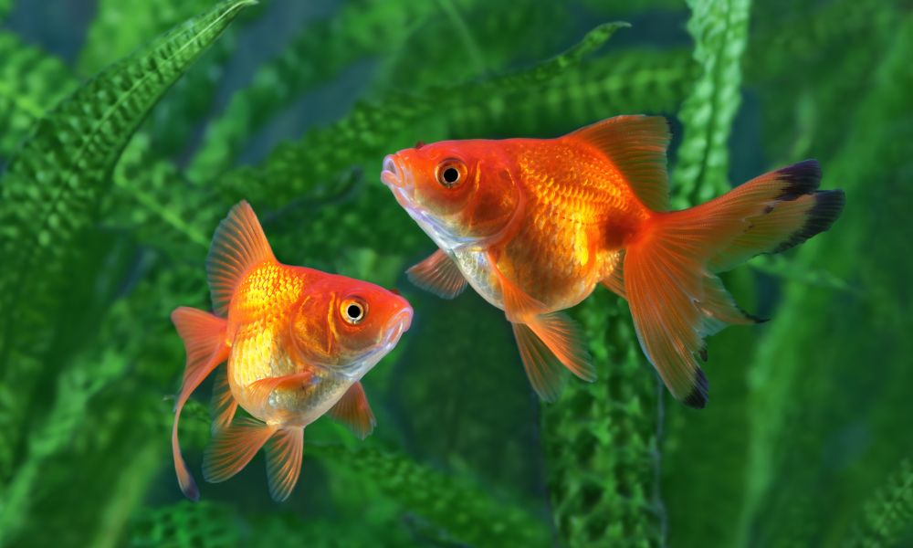 Best Plants For Goldfish