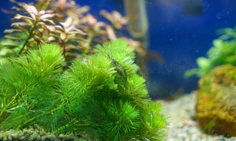 View of 7 Best Plants For Goldfish | FishTrivia