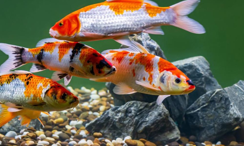 Are Goldfish and Koi Compatible?