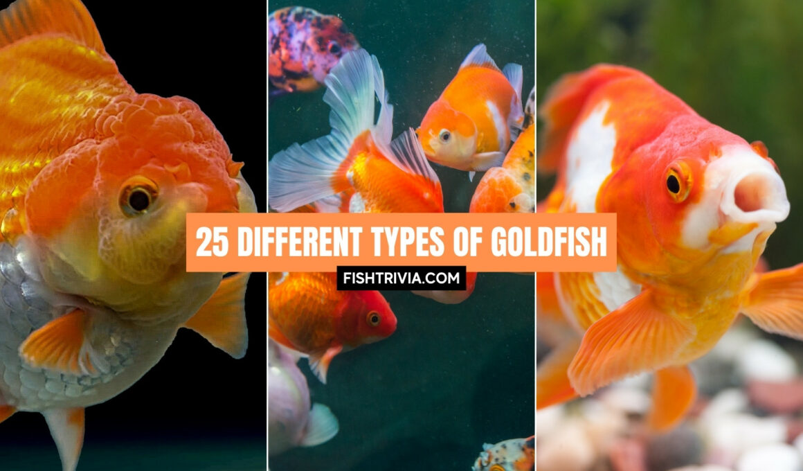 different goldfish species