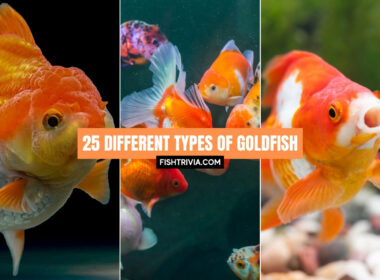 different goldfish species