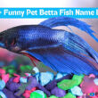 530+ Funny Pet Betta Fish Name Ideas