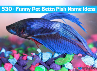 530+ Funny Pet Betta Fish Name Ideas