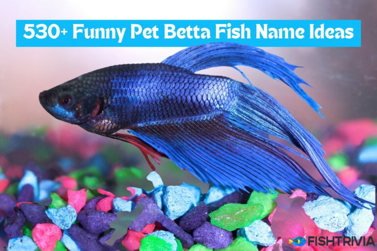 530+ Funny Pet Betta Fish Name Ideas