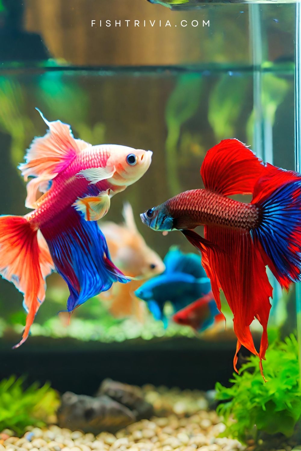 Colorful Betta Fish