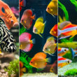 14 Colorful Fishes You’ll Want To Have