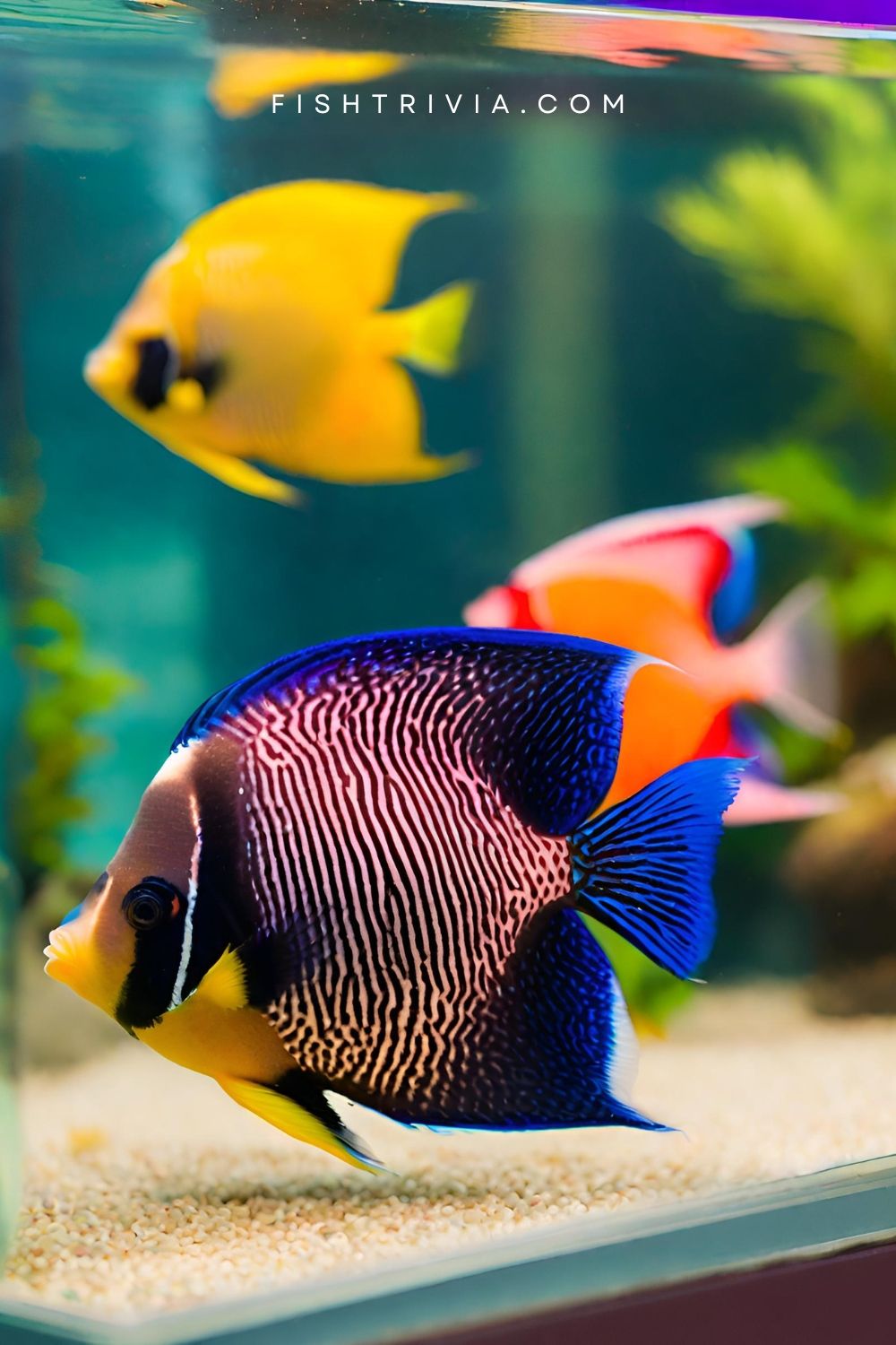 Rainbow Angel Fish