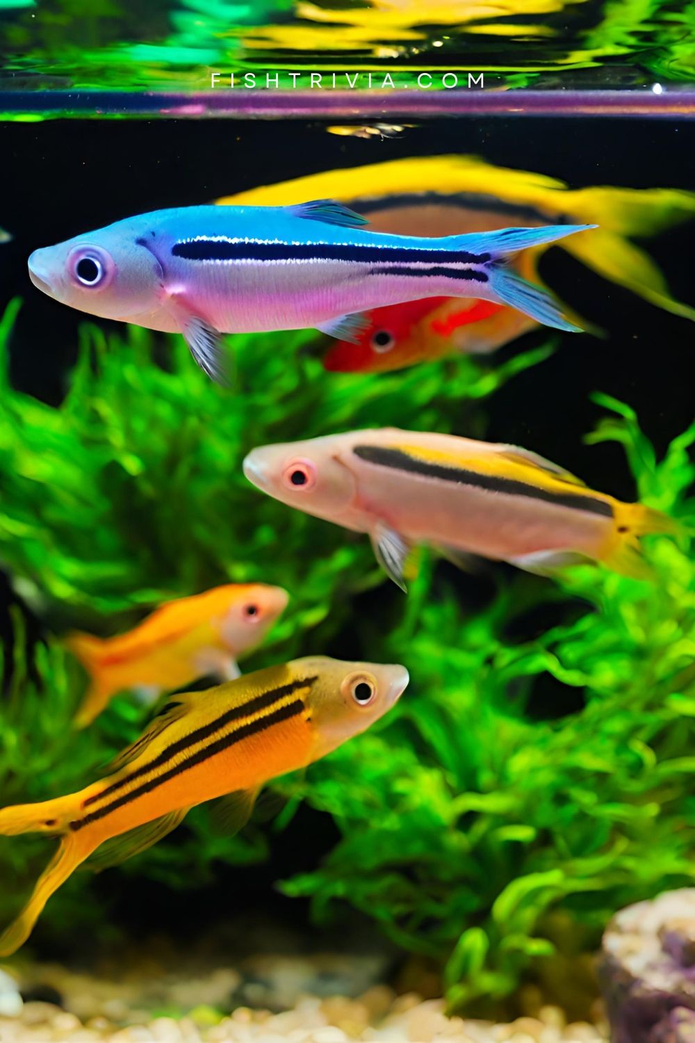 Rainbow Danios Fish