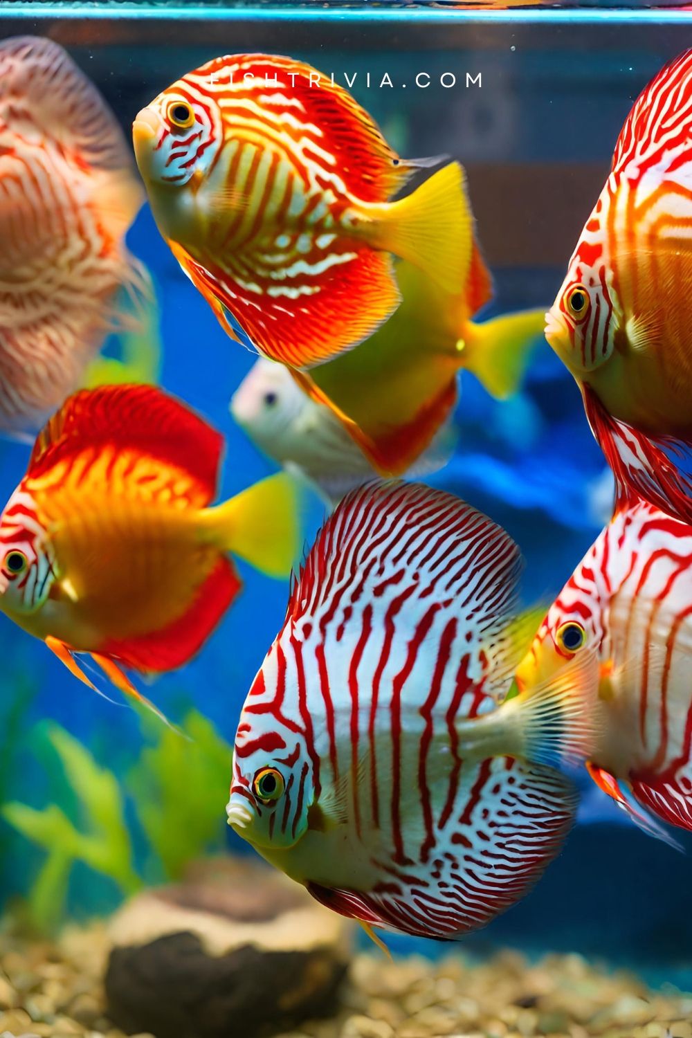 Rainbow Discus Fish
